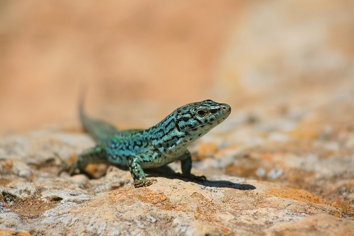 Sargantana